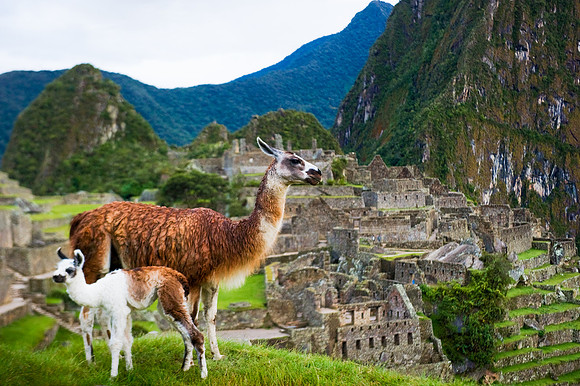 Machu PIcchu - Mother and Newborn Llama
