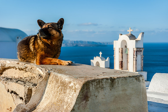Santorini -Dog by the Bell Towers in  Oia