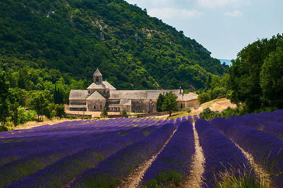 Vaucluse - Lavender Field in front of Sénanque Abbey