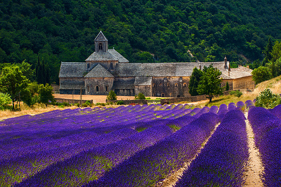 Vaucluse - Lavender Field in front of Sénanque Abbey