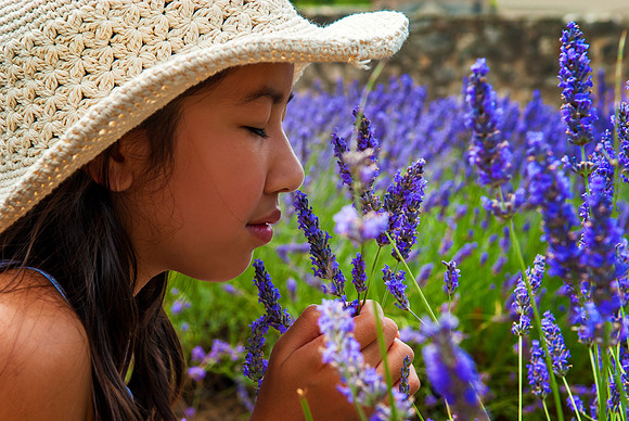Vaucluse - Lavender Field in front of Sénanque Abbey