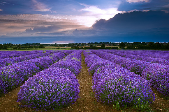 Heacham - Lavender Fields