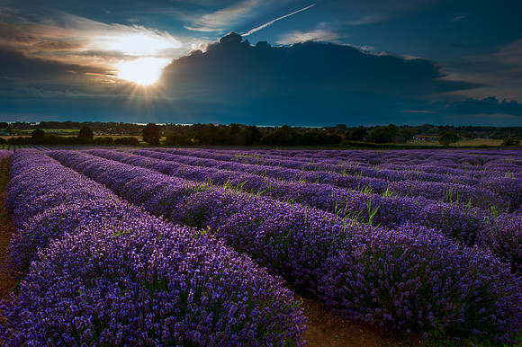 Heacham - Lavender Fields