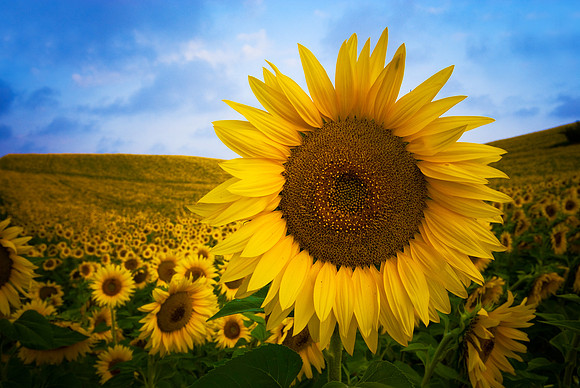Valensole - Sunflower Field