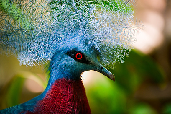 Copenhagen - Maroon-breasted Crowned Pigeon at Copenhagen Zoo