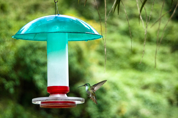 Machu Picchu - Green and White Hummingbird in the Gardens of Sanctuary Lodge