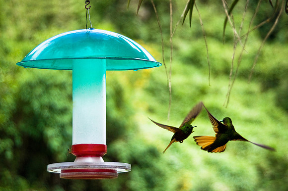 Machu Picchu - Hummingbirds in the Gardens of Sanctuary Lodge