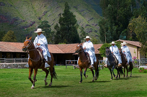 Urubamba - Peruvian Paso