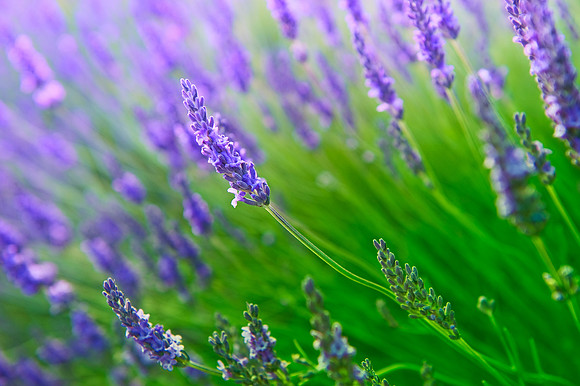 Heacham - Lavender Fields
