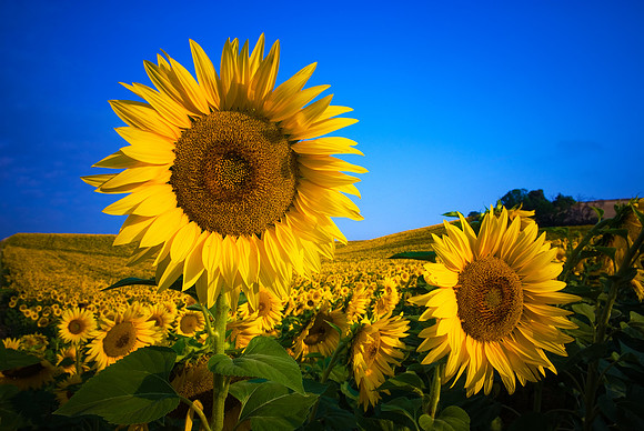Valensole - Sunflower Field