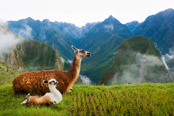 Machu PIcchu - Mother and Newborn Llama