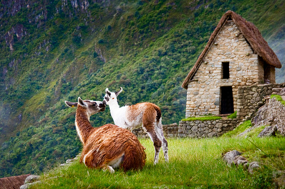 Machu PIcchu - Mother and Newborn Llama