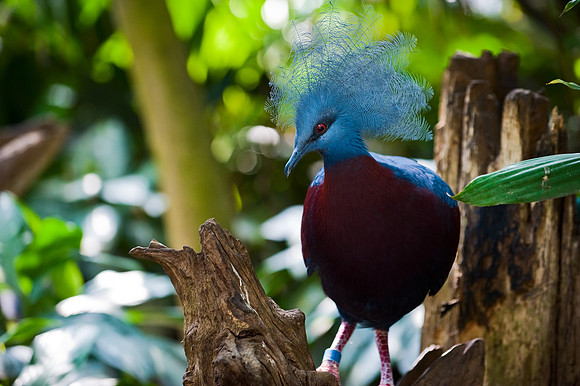 Copenhagen - Maroon-breasted Crowned Pigeon at Copenhagen Zoo