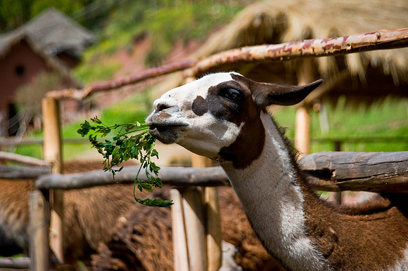 Awana Kancha - Feeding the Llama