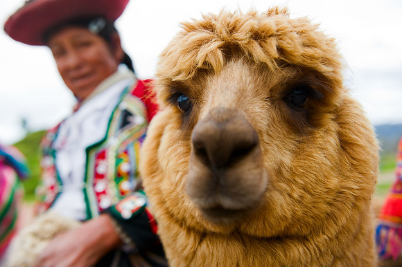 Sacsayhuaman - Alpaca