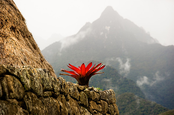 Machu Picchu - Bromeliad