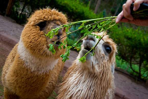Awana Kancha - Feeding the Alpacas