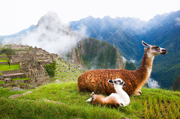 Machu PIcchu - Mother and Newborn Llama