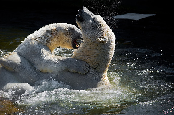 Copenhagen - Polar Bears in Copenhagen Zoo
