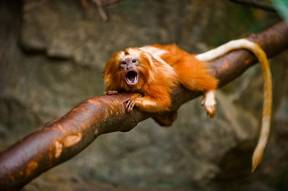 Copenhagen - Golden Lion Tamarin Copenhagen Zoo