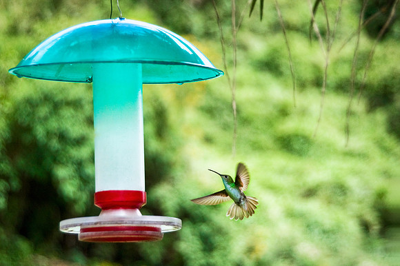 Machu Picchu - Green and White Hummingbird in the Gardens of Sanctuary Lodge