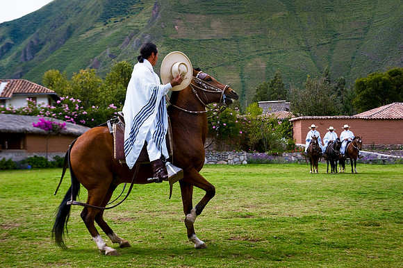 Urubamba - Peruvian Paso