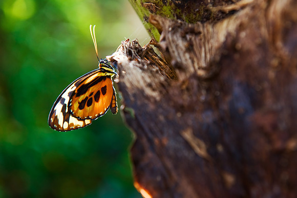 Stratford-upon-Avon - Butterfly Farm