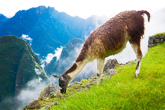 Machu PIcchu - Llama